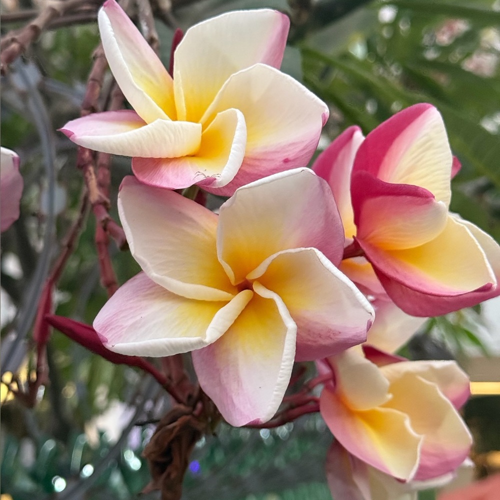 Meet your Posher, Jen